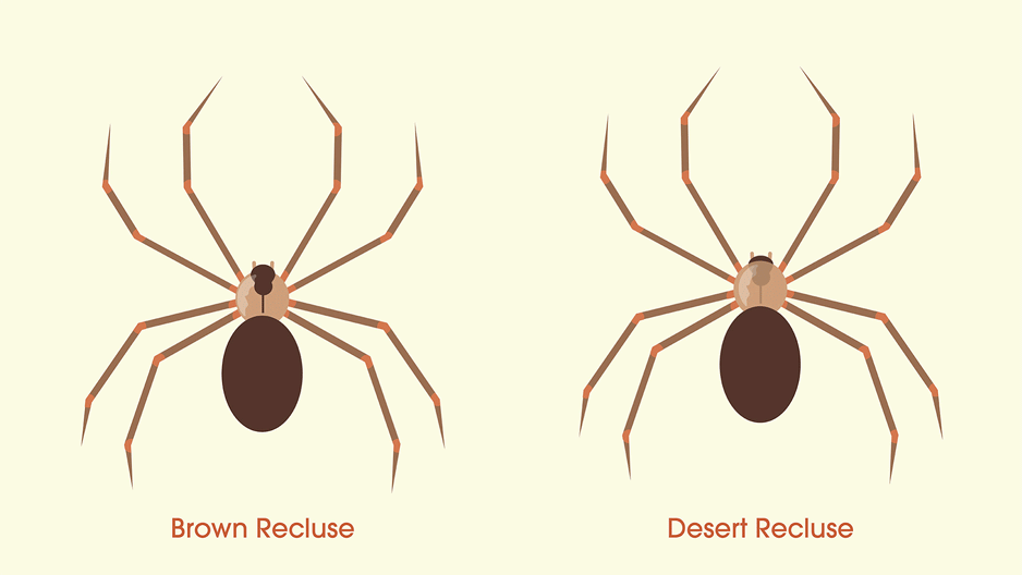 Illustration featuring the key differences of a brown recluse and a desert recluse.