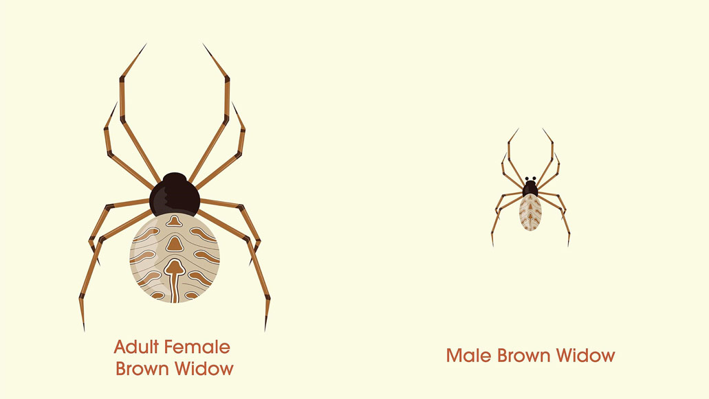 juvenile brown recluse