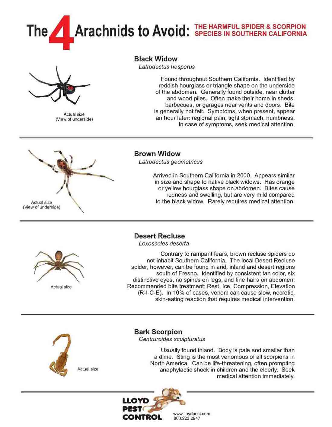 10 Guaranteed Ways to Get Rid of Spiders - Dengarden