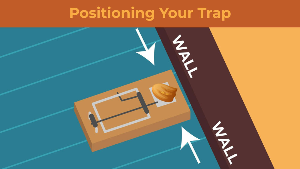 Illustration featuring proper snap trap placement along a wall.