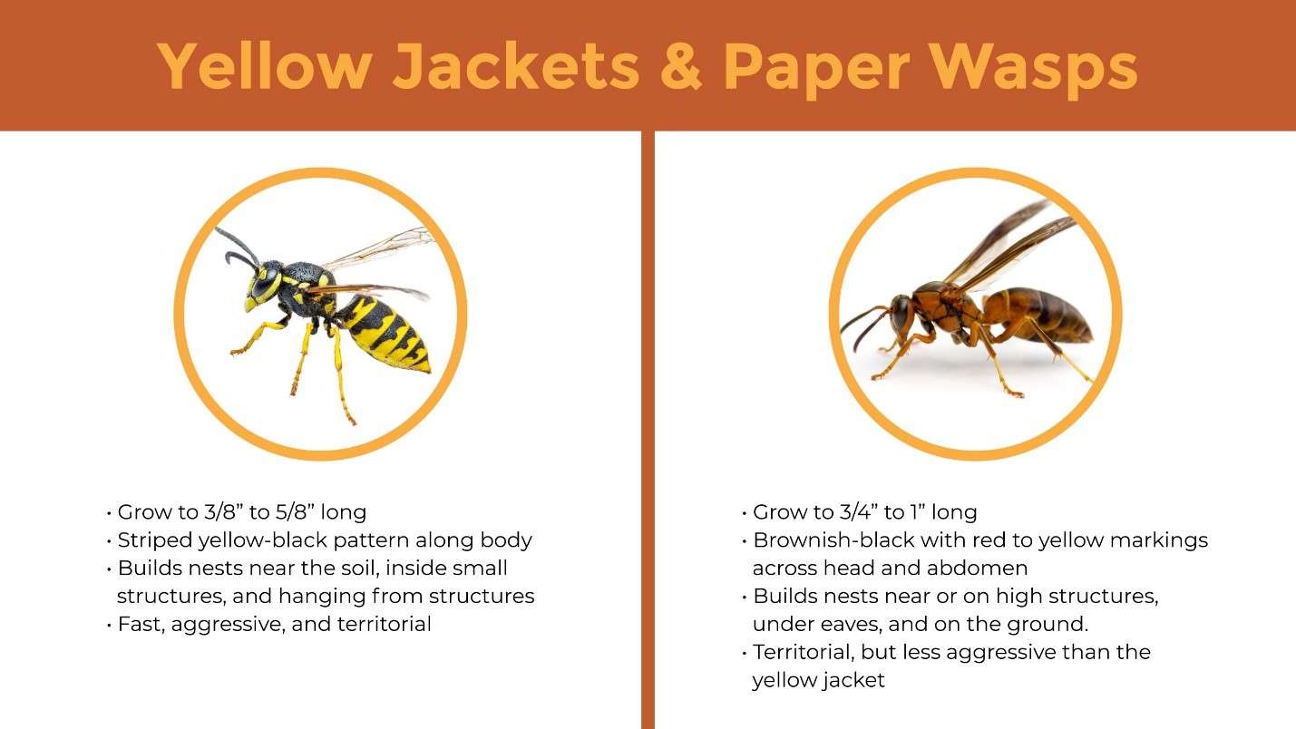 How to Prevent Paper Wasps from Building Nests in Okmulgee, OK